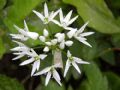 Allium ursinum